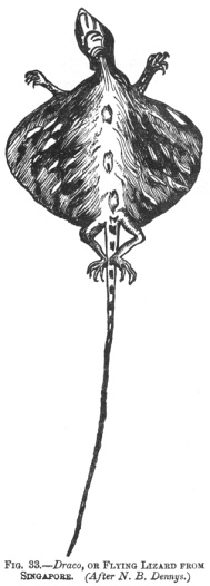 FLYING LIZARD FROM SINGAPORE