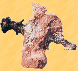 Ossement de crucifi